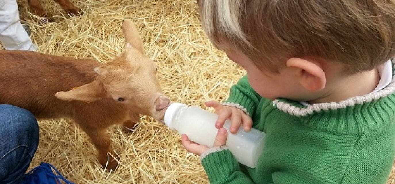 Los niños podrán darle el biberón a chivos lechales durante este mercado temático.