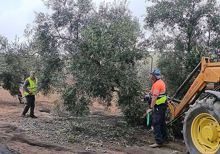 Varios trabajadores del campo participan en la recolecta de aceitunas en una finca en Campillos, esta semana.
