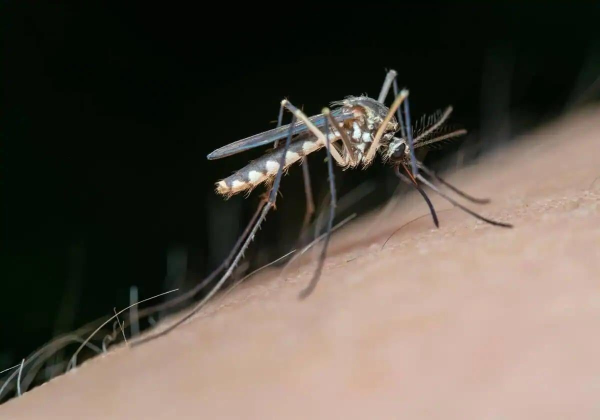 Cerca de 50.000 mosquitos transmisores de Virus del Nilo se capturaron en Andalucía en 2023