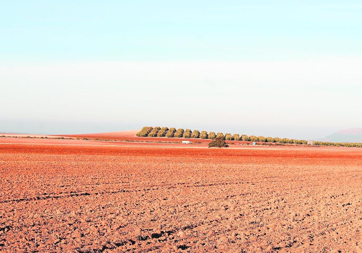 El descenso de la producción por la falta de lluvias ha mermado la economía de los agricultores malagueños.