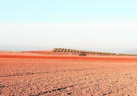 El descenso de la producción por la falta de lluvias ha mermado la economía de los agricultores malagueños.