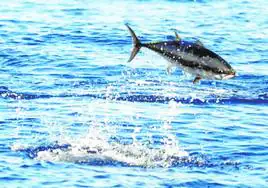 El atún es una de lasespecies señaladas por la abundancia de mercurio.