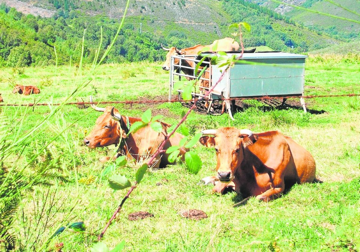 Ganado vacuno en una zona de interior del norte de España.