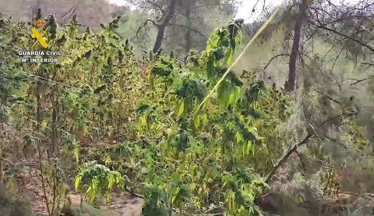 Imagen de la plantación de la marihuana en pleno parque natural de las Sierras Tejeda, Almijara y Alhama.