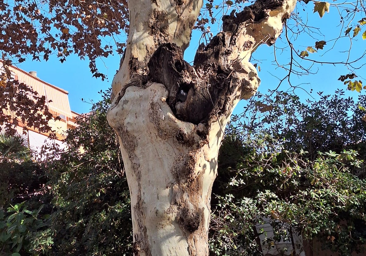 Vista de uno de los árboles denunciados de El Limonar.