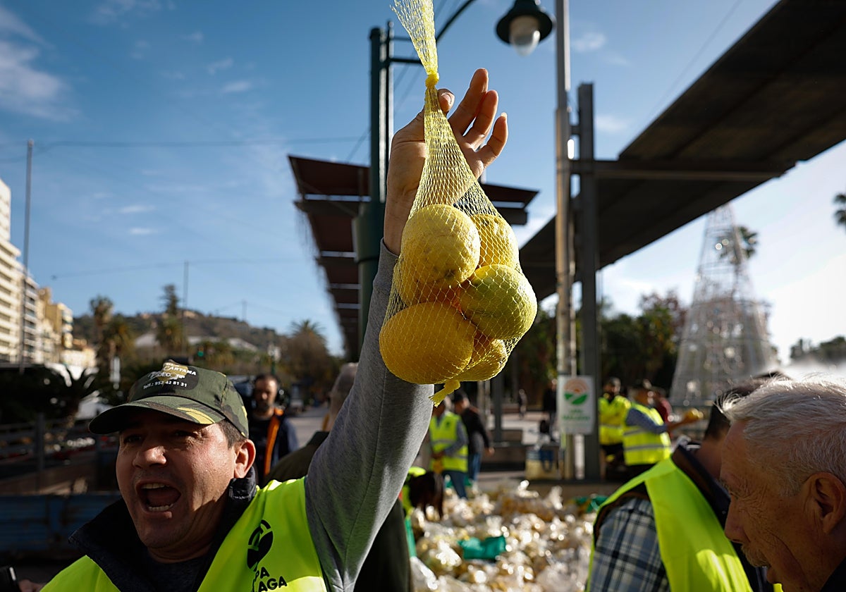 Un agricultor del Valle del Guadalhorce anuncia que regala los limones de su finca porque no le da para cubrir costes.