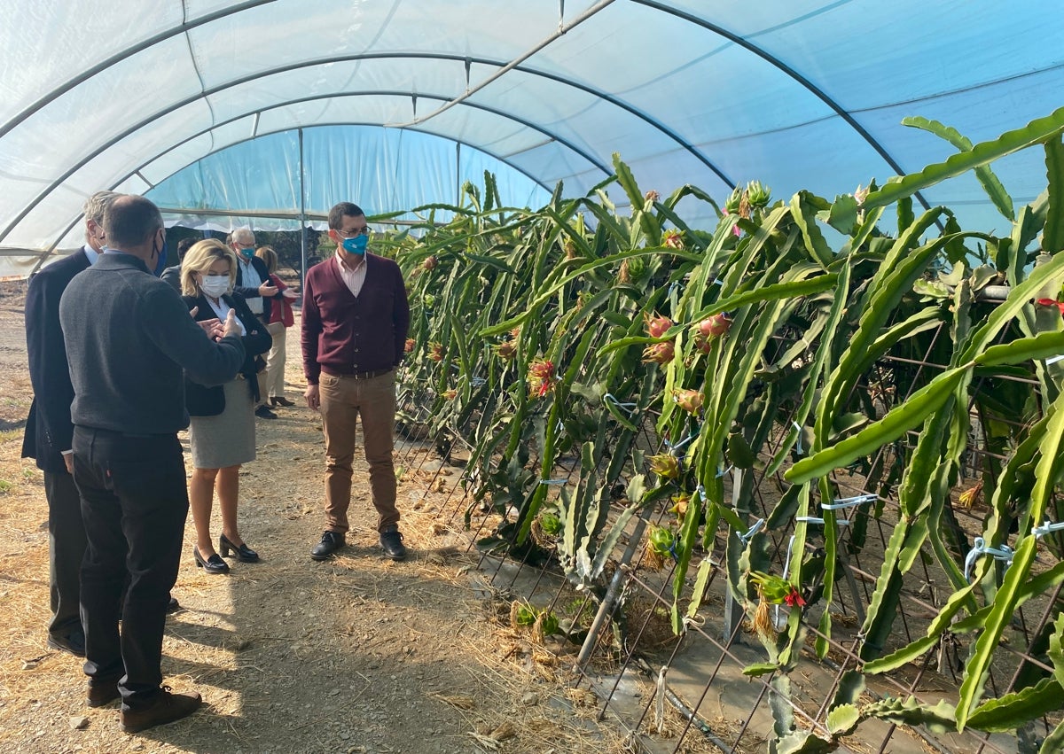 Imagen secundaria 1 - Arriba, trabajadores en la finca experimental en los años sesenta del pasado siglo; abajo a la izquierda, visita a una plantación de pitayas en La Mayora, y a la derecha, una imagen del ingeniero agrónomo alemán fallecido hace un mes.