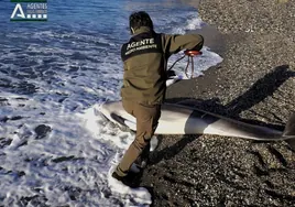 Imagen del delfín mular varado este lunes en la nerjeña playa de Maro.