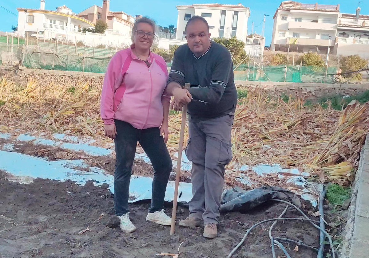 Guadalupe Martín y David Ruiz, en su finca plantada de cúrcuma en Torrox, en plena tarea de recolección.