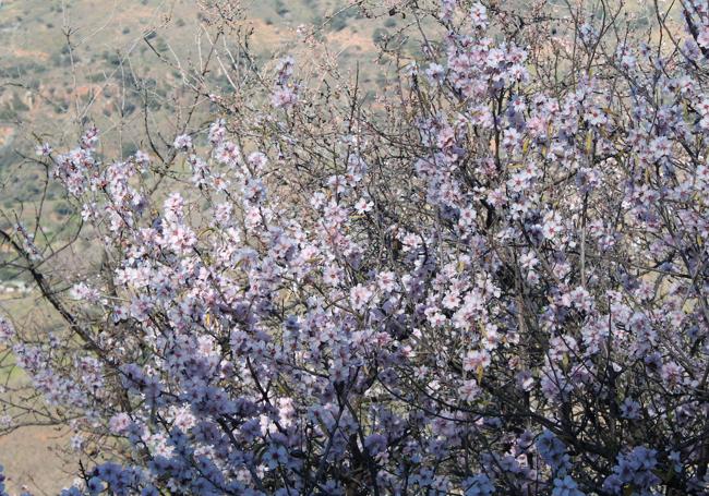 La floración de estos árboles llega estos días en su pungo más algido en casi toda la provincia.