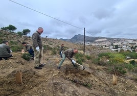 Voluntarios y trabajadores plantan los últimos ejemplares en el bosque urbano de Benalmádena.