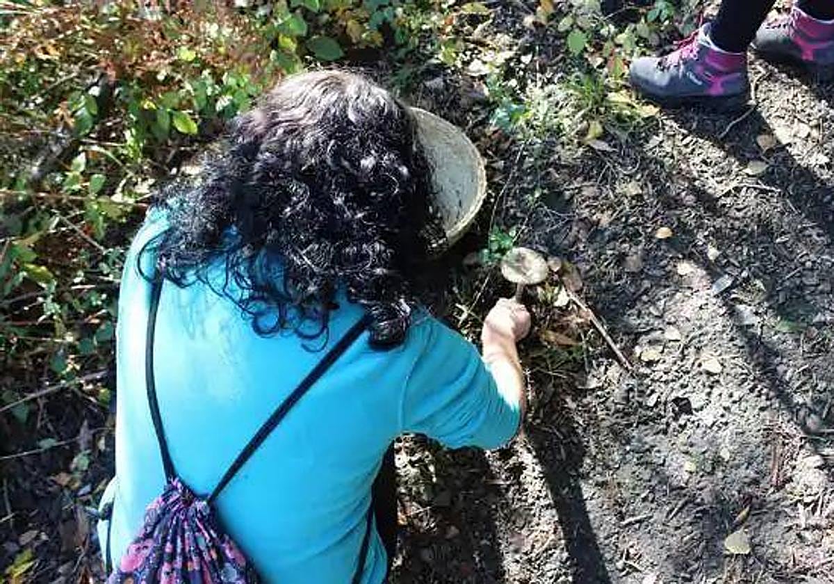 Imagen de archivo de recogida de setas.