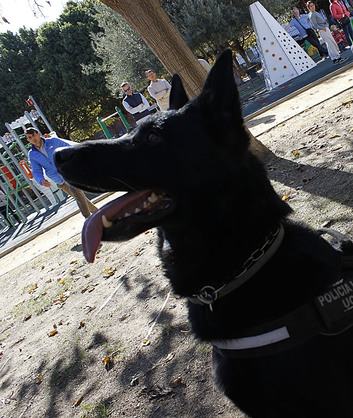 Imagen secundaria 2 - El pastor alemán tras localizar droga en un vehículo; con su compañero y cuidador, que se guarda una sustancia decomisada, y en un descanso.