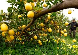 Sebastián Ramos, agricultor en el Valle del Guadalhorce, en su finca de limones.