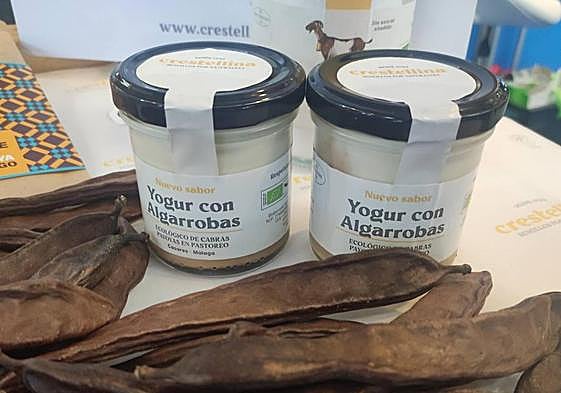 Primeros muestras de yogures de leche de cabra payoya con sirope de algarrobas.