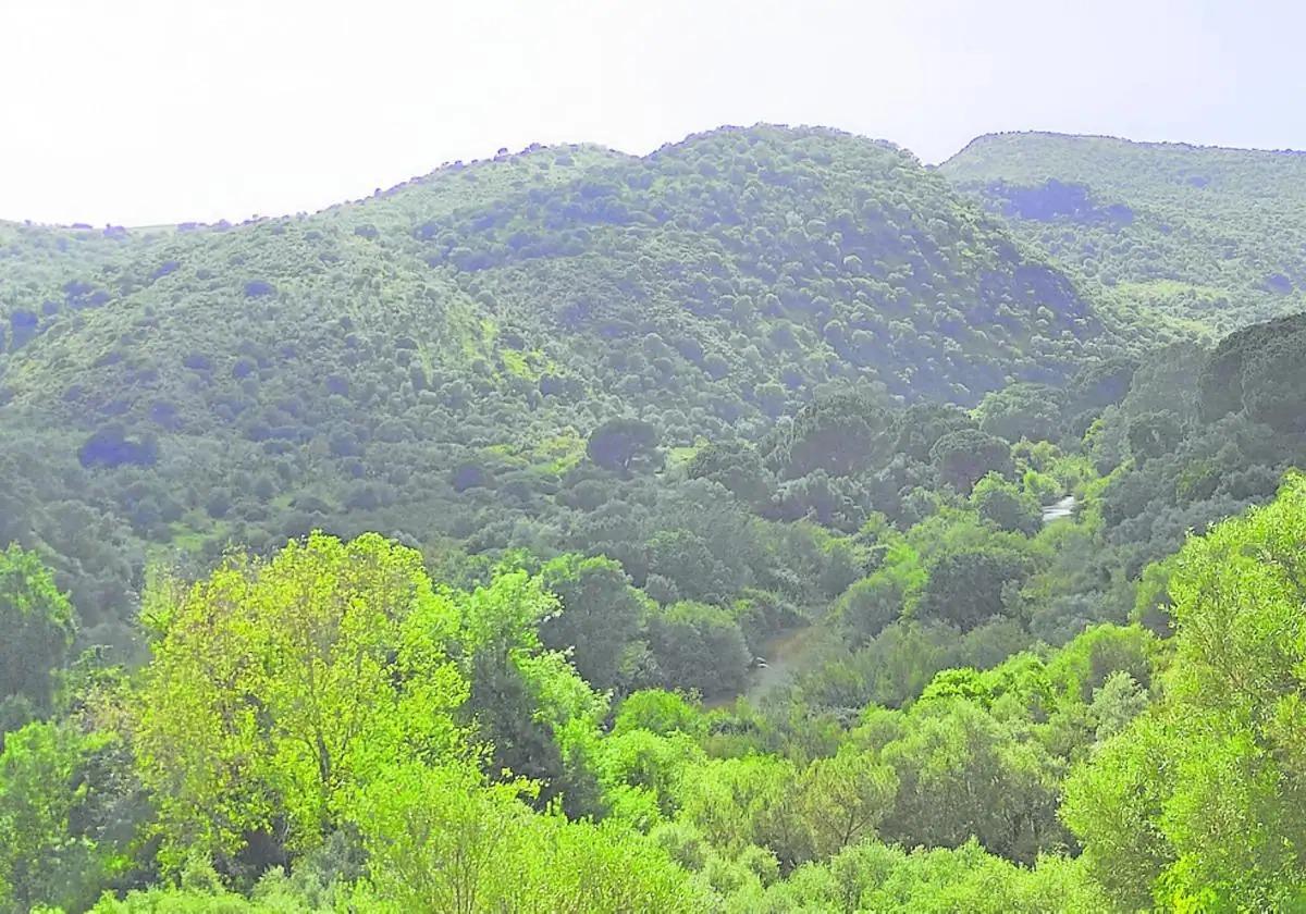 Las certificaciones de gestión forestal garantizan que el trabajo y la coordinación en esta materia se hace de acuerdo con unos estándares de calidad