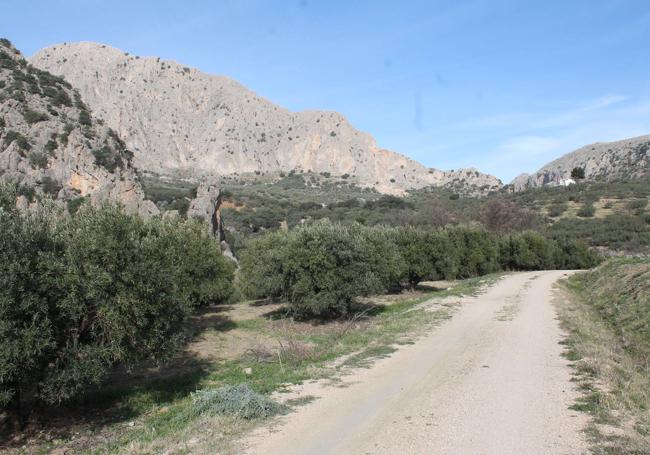 Ascenso por olivar desde Pepe Alba