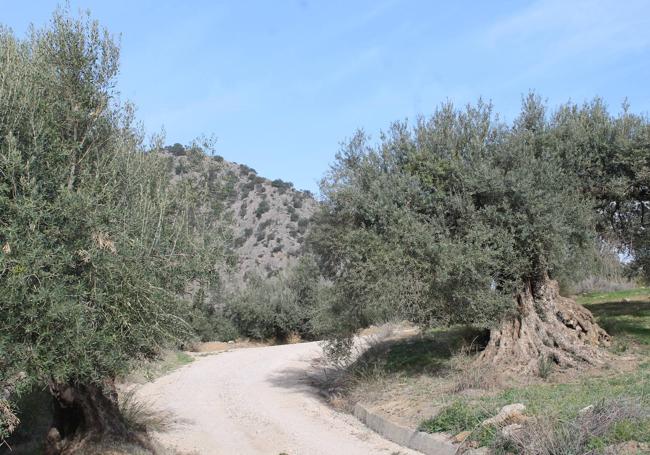 En este recorrido se pasa junto a olivos monumentales.