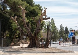 Algarrobo ya transplantado en la rotonda de García Lorca, en Benalmádena.