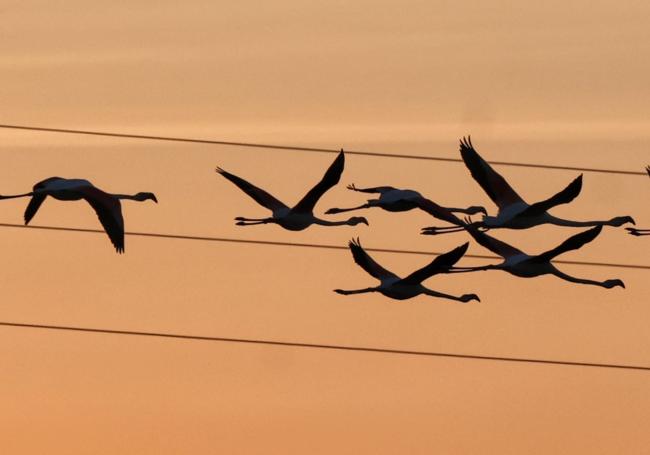 Un grupo de flamencos se eleva al cielo de la laguna de Fuente de Piedra.