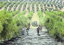 Un control del horario de trabajo difícil en el campo malagueño y para los pequeños hosteleros