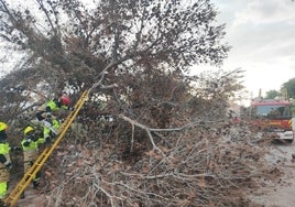 Bomberos cortando las ramas del árbol caído en la calle Ébano.