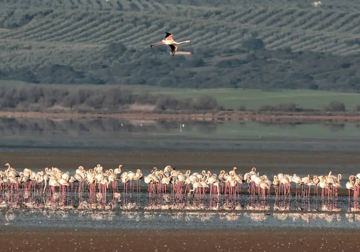 Los flamencos han vuelto a Fuente de Piedra.