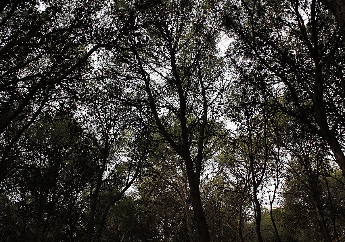 Imagen principal - Pinares dónde se ha investigado que estuvo el campo de concentración, documentos oficiales sobre el centro localizados por el historiador Carlos Blanco y Juana Santaella y José del Cid, en el día de su boda, en una imagen facilitada por su hijo Ramón.