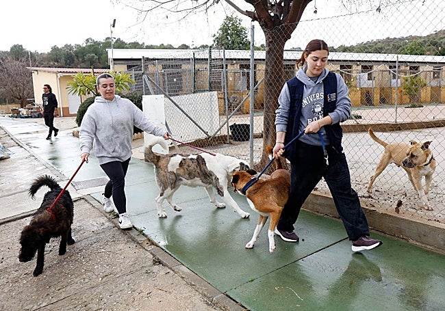 Voluntarias pasean a varios canes dentro del refugio.