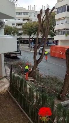 Talan siete árboles de la avenida Retamar Alto de Benalmádena por «riesgo de caída»