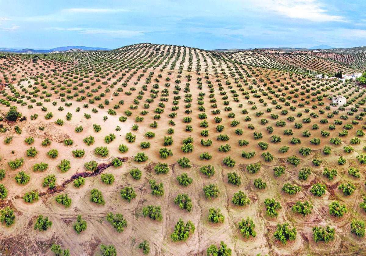 Olivar en la provincia de Jaén.