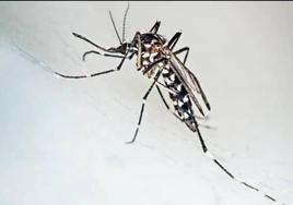 Mosquitos tigre más allá del verano: un estudio desvela su presencia en Málaga