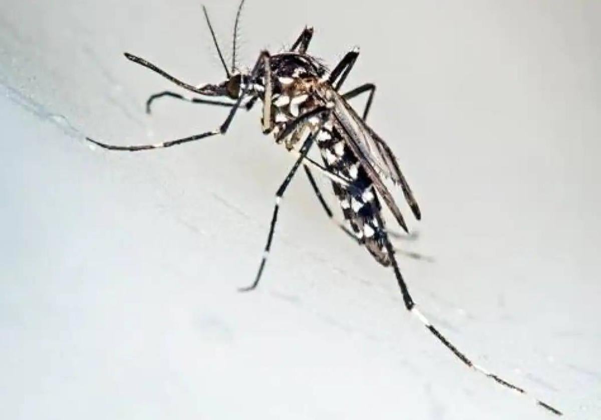 Mosquitos tigre más allá del verano: un estudio desvela su presencia en Málaga