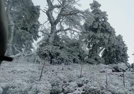 Árboles nevados en la Sierra de las Nieves.