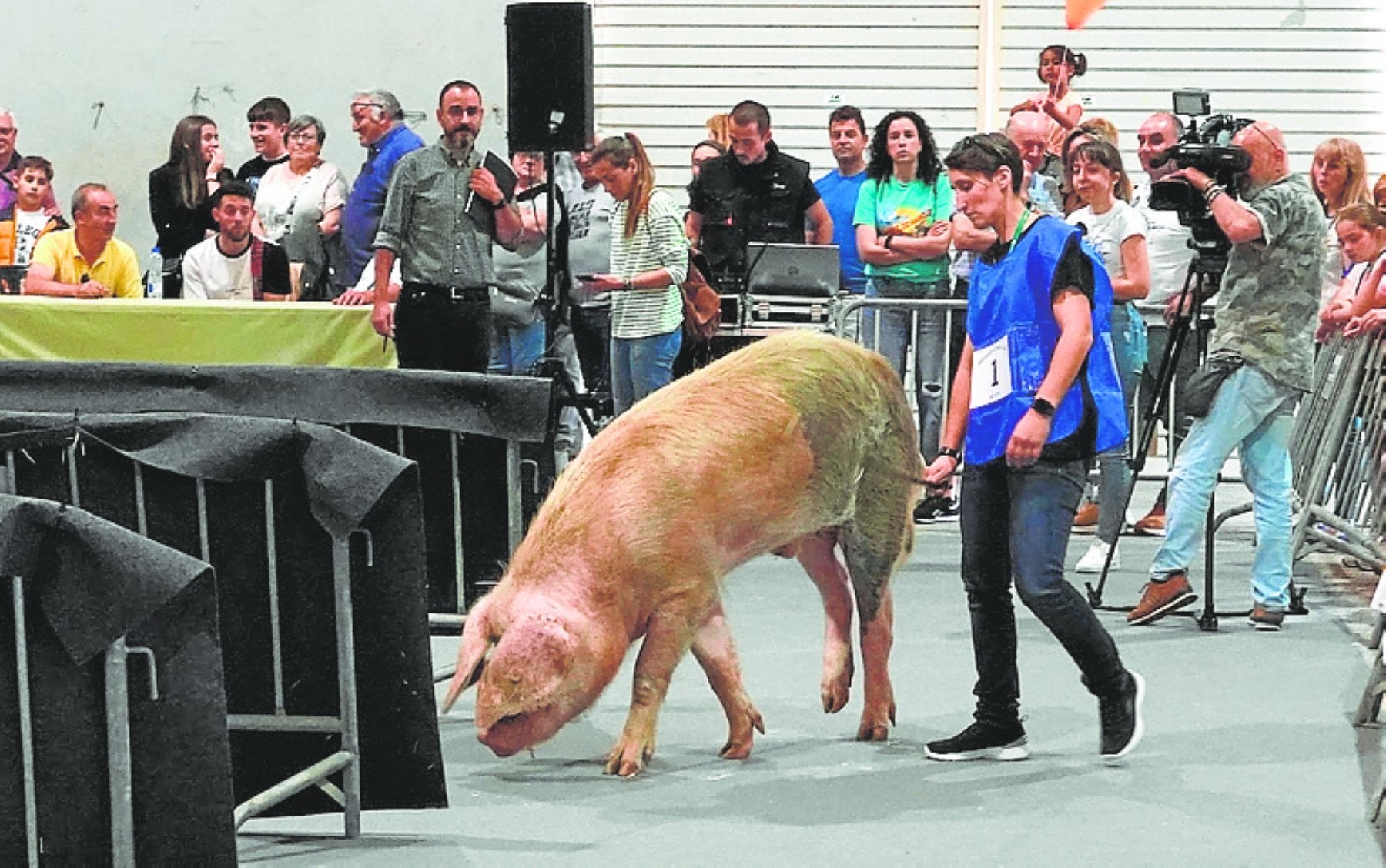 Ejempla de cerdo celta.