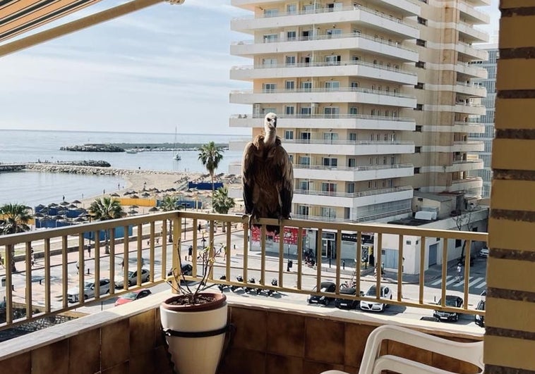 Imagen del buitre apoyado en una terraza del bloque de apartamentos.