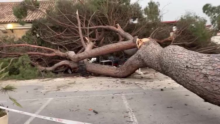 El fuerte viento tumba en Ronda un pino sobre la terraza de un bar