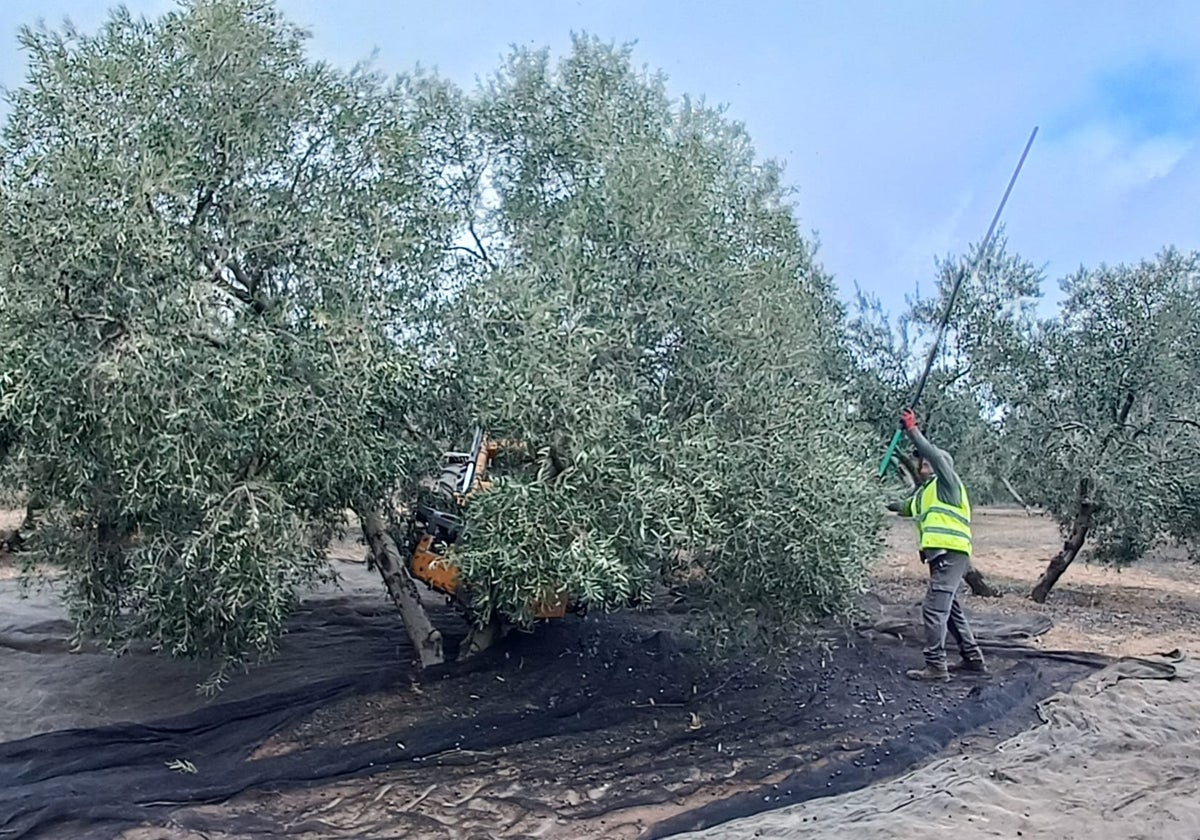 Un jornalero recogiendo aceitunas en una finca de Málaga.