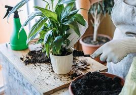 Cómo cuidar tus plantas en primavera: pautas, consejos y trucos para que no se te mueran