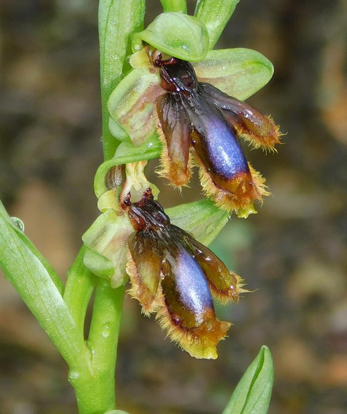 Imagen secundaria 2 - Arriba, Ophrys alpujata. Abajo, portada del libro de Manuel Becerra y Estrella Robles; y Ophrys vernixia. 
