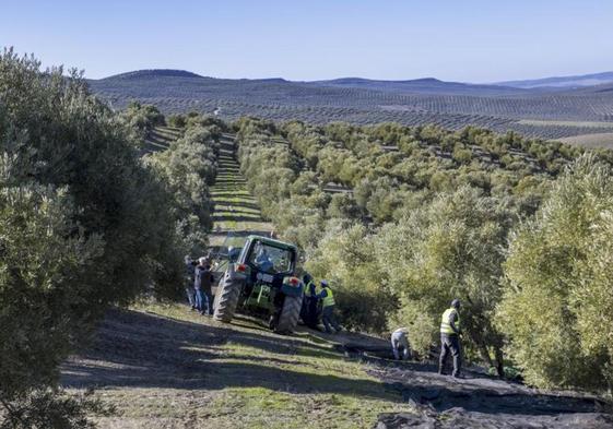 La Junta pide que los ERTE motivados por la sequía sean considerados de fuerza mayor