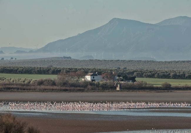 La llegada de los flamencos a la laguna el pasado mes de febrero tras las primeras lluvias.