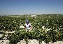 Campo de cultivo de viñedos.