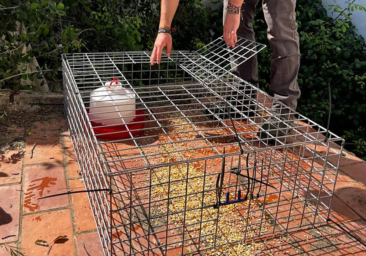 Las jaulas instaladas en Cártama por la sobrepoblación de palomas.