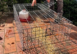 Las jaulas instaladas en Cártama por la sobrepoblación de palomas.
