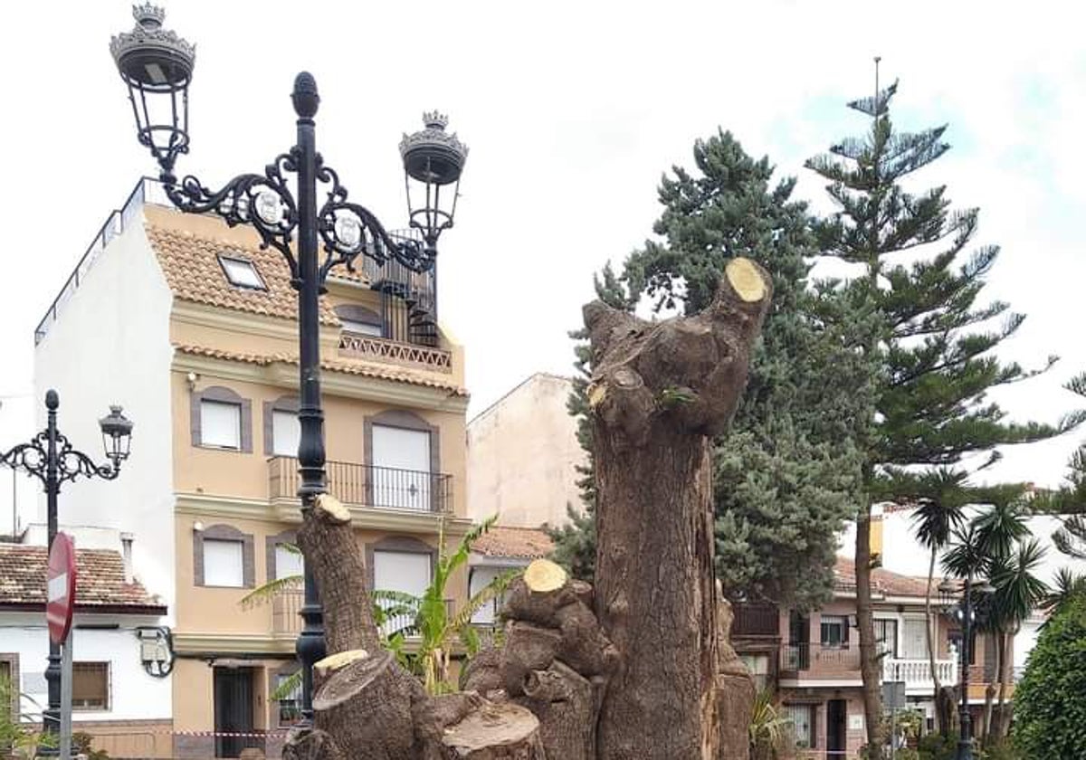 Llegan las obras para peatonalizar la avenida de España de Alhaurín de la Torre con malestar por la «pérdida de árboles»
