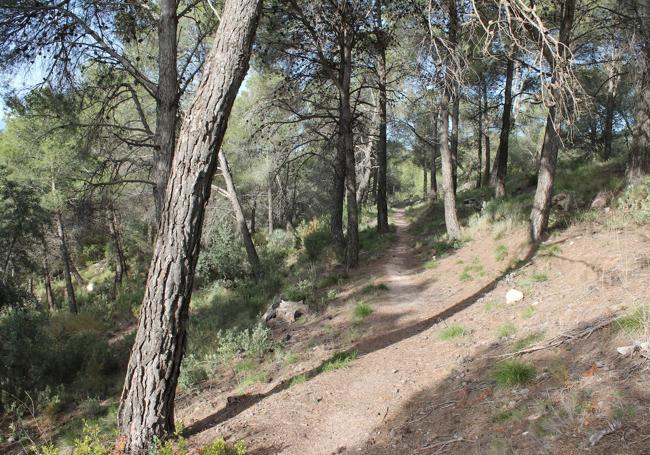 Más de la mitad de camino se hace por un denso pinar