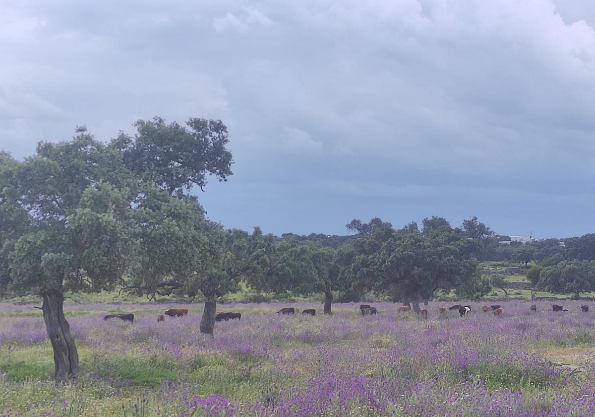 Finca con ganadería de reses bravas en una dehesa de la sierra en la provincia de Sevilla.