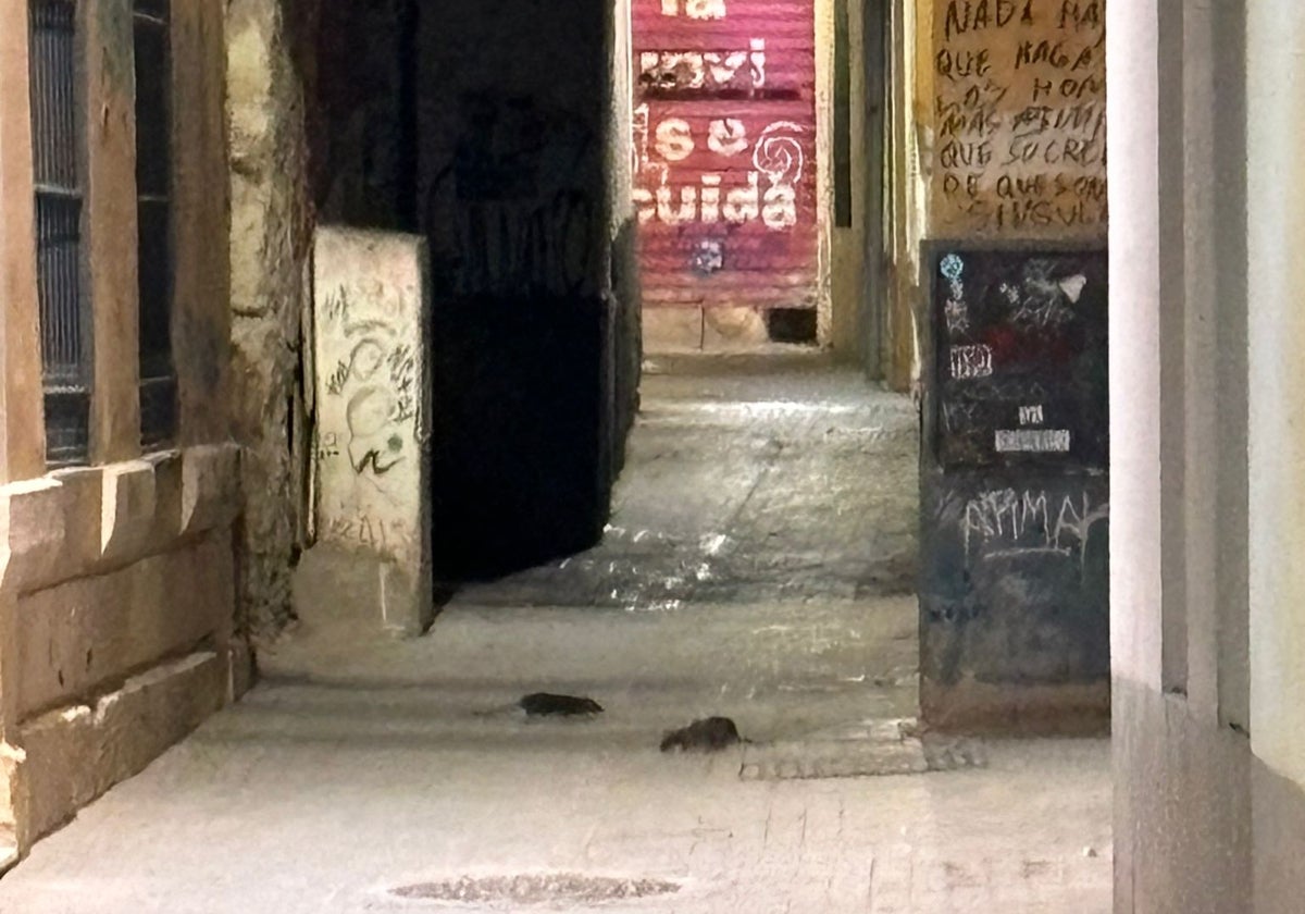 Ratas en el entorno de la calle Pozos Dulces.