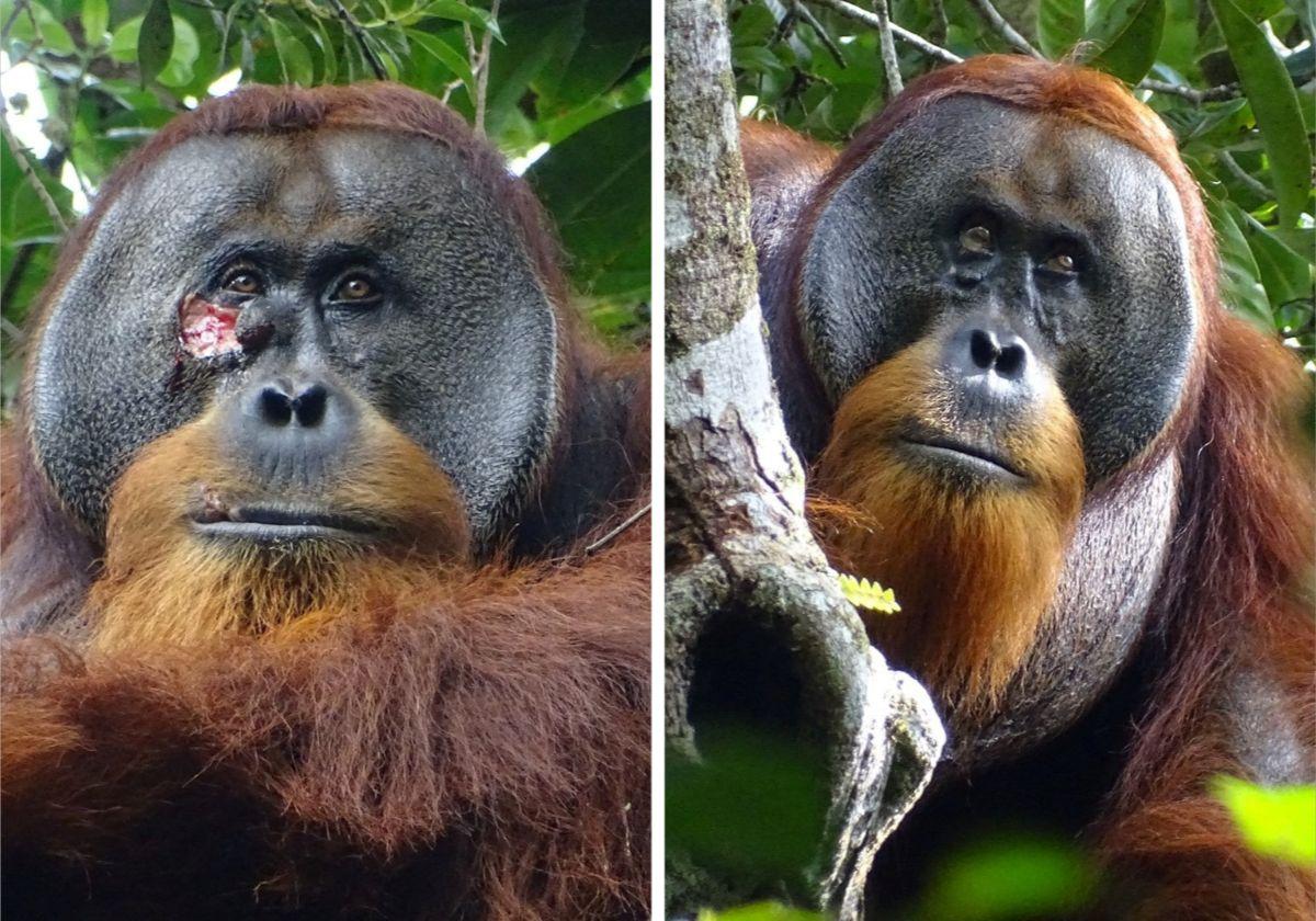 Un orangután sorprende a la comunidad cientítica al curarse una herida con un ungüento que él mismo produjo